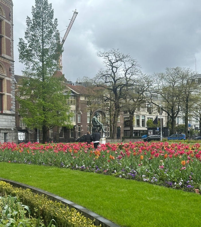 tulips in Amsterdam