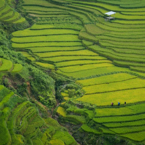 rice paddies in vietnam